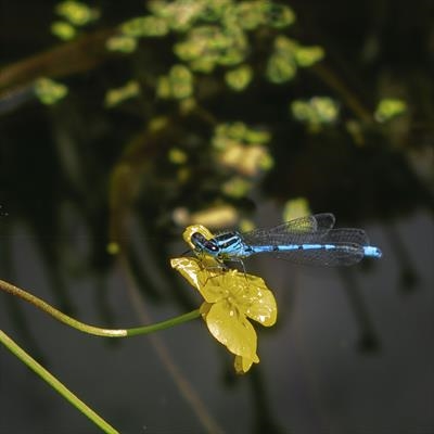 gc137 damselfly.2426