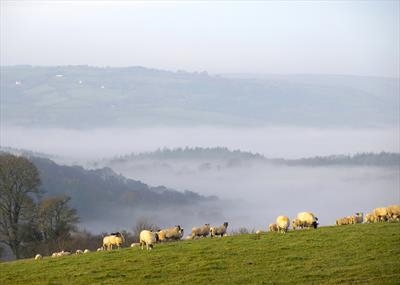 gc139 mist teign valley sheep.1.7720.jpg