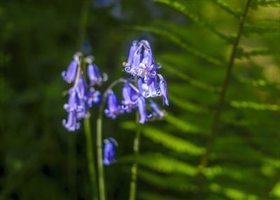 gc141 bluebells close-up