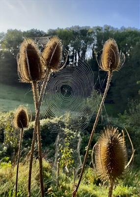 cc143 cobweb on teasel (Jo) (v)