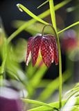 gc134 fritilary (v)-1-5 by Jan Traylen, Photography