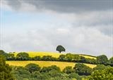 gc136.Magic Tree.JT7058 by Jan Traylen, Photography