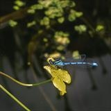 gc137 damselfly.2426 by Jan Traylen, Photography