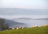 gc139 mist teign valley sheep.1.7720.jpg by Jan Traylen, Photography