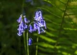 gc141 bluebells close-up by Jan Traylen, Photography