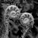 gc144 ferns unferl (s) by Jan Traylen, Photography